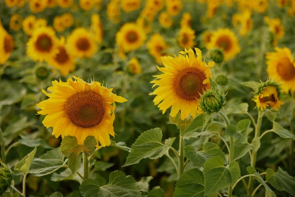 Flor de girassol amarelo brilhante Temporada de colheita de campo agrícola — Fotografia de Stock