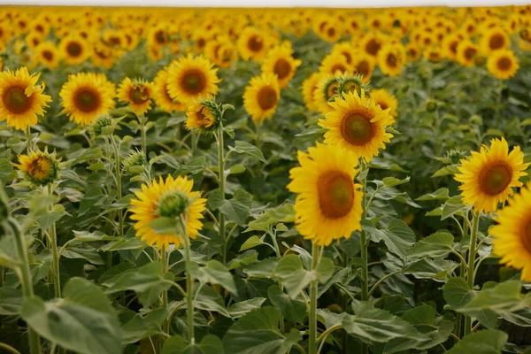 Åkrer med uendelig solsikke mot en blå sommerdag – stockfoto