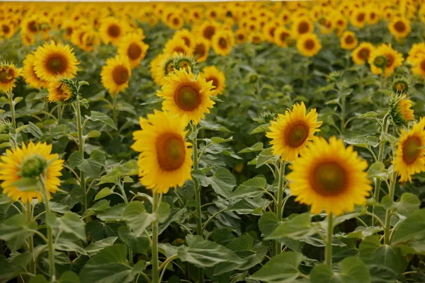 Sunflower field nature a beautiful landscape harvest season — Stock Photo, Image
