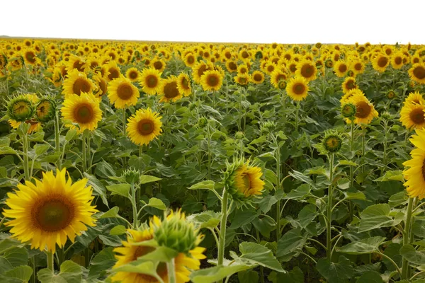 Ljusgul solros blomma Lantbruksfält färg bild — Stockfoto