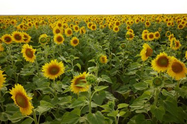 Bereketli tarladaki ayçiçeği mavi gökyüzü yaz gününe karşı