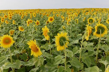 Parlak ayçiçeği tarlası güzel bir manzara plantasyonu değiştirilmemiş