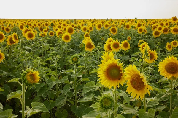 Solros naturliga bakgrund Jordbruksfält skördesäsong — Stockfoto