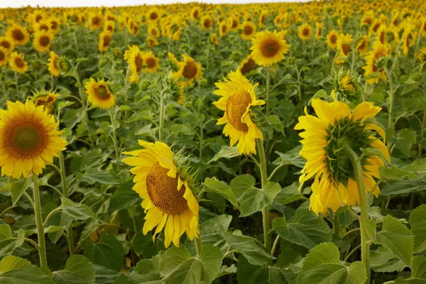 Ljusgul solros blomma en vacker landskap plantage oförändrad — Stockfoto