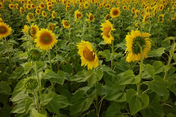 Solros i överflödsfältet Jordbruk fält färg bild — Stockfoto