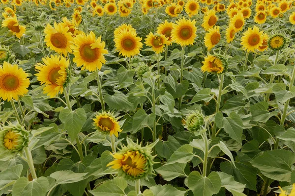 Girassol no campo de abundância na imagem de cor sol verão — Fotografia de Stock