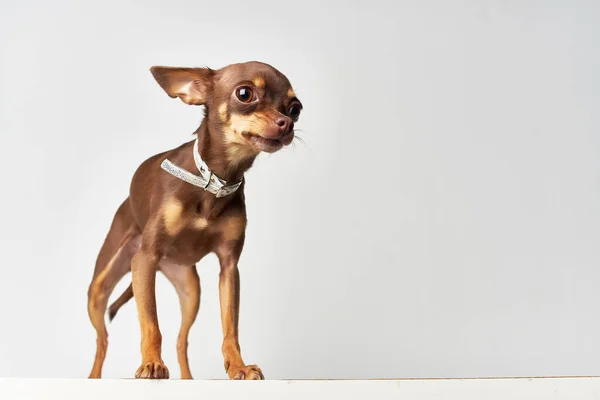 Pedigree cão amigo de fundo de luz de close-up humano — Fotografia de Stock