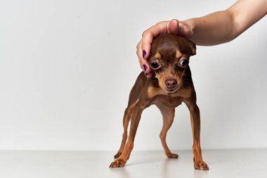 İzole edilmiş arka planda bir köpek. Yüksek kalite fotoğraf