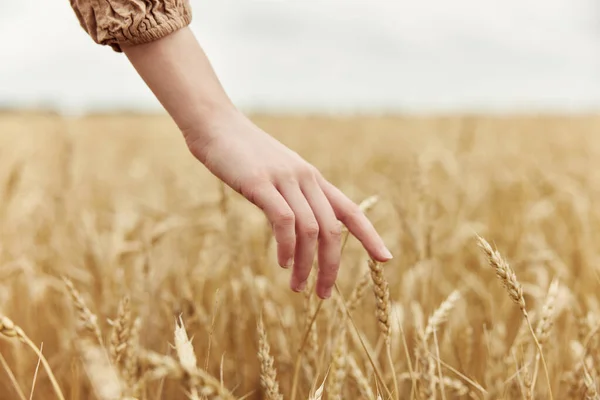 Woman hands countryside industry cultivation autumn season concept — Stock Photo, Image