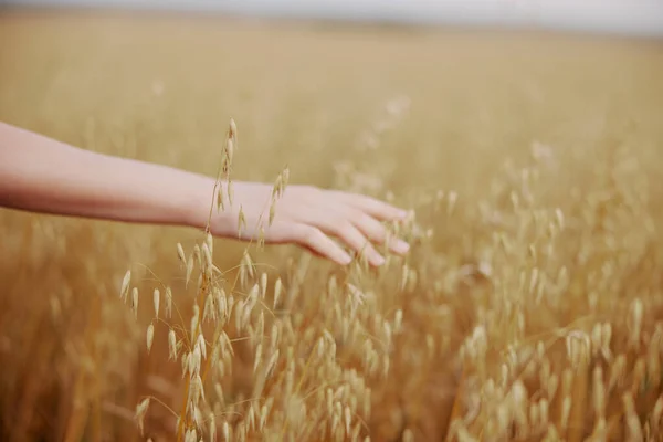 女性の手屋外田舎小麦作物の性質 — ストック写真
