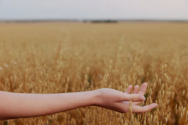 Campos de trigo feminino mão agricultura colheita Estilo de vida — Fotografia de Stock