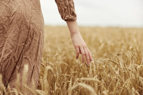 Mão feminina o agricultor em causa o amadurecimento de espigas de trigo no início do verão dia ensolarado — Fotografia de Stock