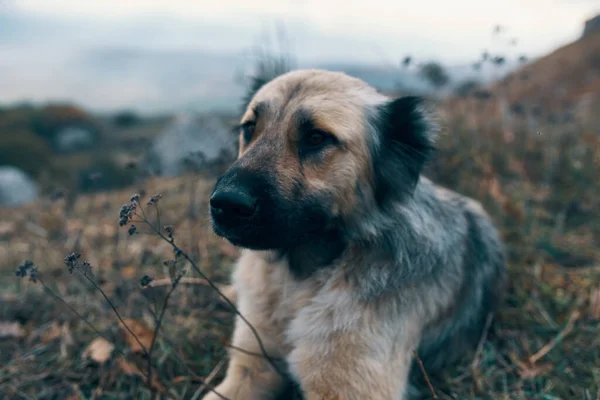 Σκύλος σε εξωτερικούς χώρους που βρίσκονται στο γρασίδι ταξιδιωτικό ζώο — Φωτογραφία Αρχείου