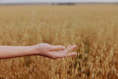 kadın el buğdayı tarım endüstrisi tarlaları