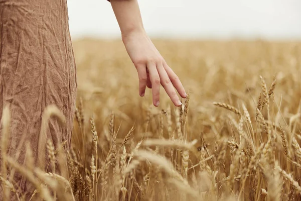 Entregar o agricultor em causa ao amadurecimento das espigas de trigo no início da colheita de Verão — Fotografia de Stock