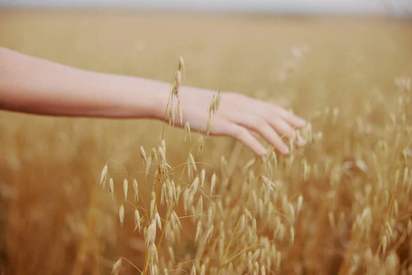Human hand wheat crop agriculture industry fields plant unaltered — Fotografia de Stock