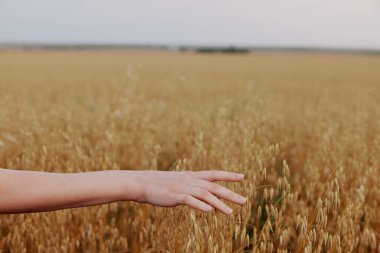 İnsan eli dışarıda kırsal alanda buğday mahsulü doğada değişmez.