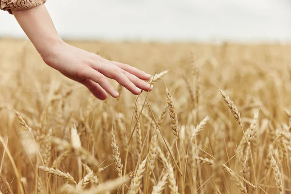 Female hand countryside industry cultivation harvest — Stockfoto