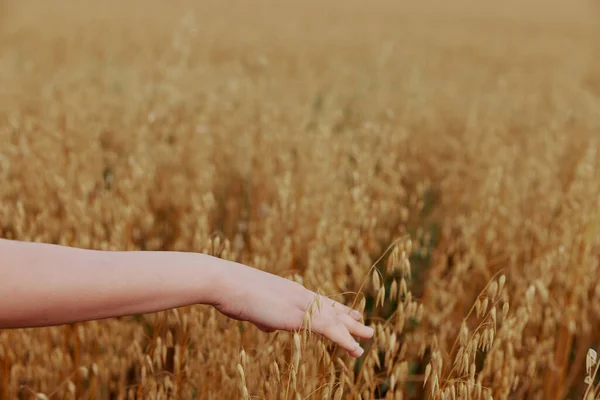女性の手屋外田舎小麦作物の植物変更なし — ストック写真