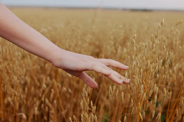 人間の手小麦太陽自然農業のスパイク新鮮な空気を変更されません — ストック写真