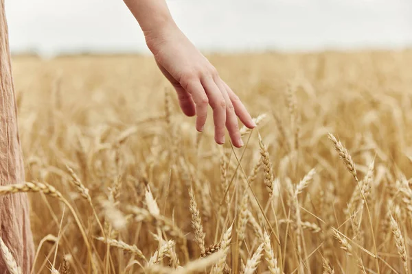 Image of spikelets in hands spikelets of wheat harvesting organic sunny day — Stockfoto