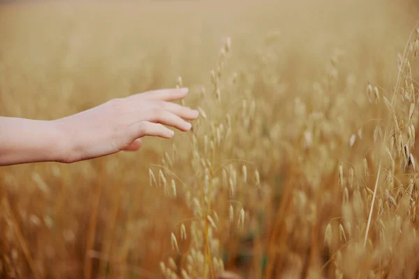 Female hand wheat crop agriculture industry fields nature — Fotografia de Stock