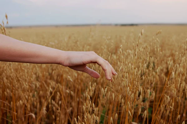 Female hand outdoors countryside wheat crop farm unaltered — ストック写真