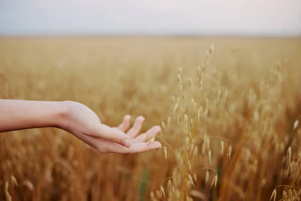 인간의 손으로 밀밭을 경작하는 생활 방식 — 스톡 사진