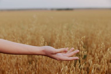 Kadın eli. Buğday dikenleri. Güneş doğası.