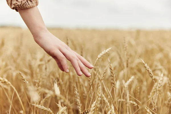 Imagem de espiguetas nas mãos Conceito de estação de outono de campo de trigo — Fotografia de Stock
