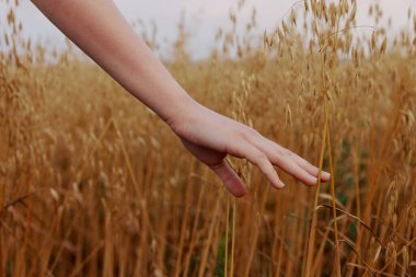 female hand wheat fields agriculture harvesting Fresh air