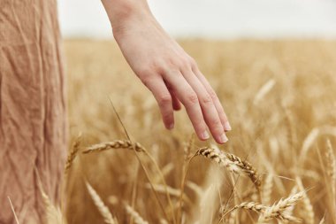 touching golden wheat field the farmer concerned the ripening of wheat ears in early summer sunny day