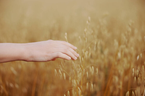human hand wheat fields agriculture harvesting Lifestyle unaltered