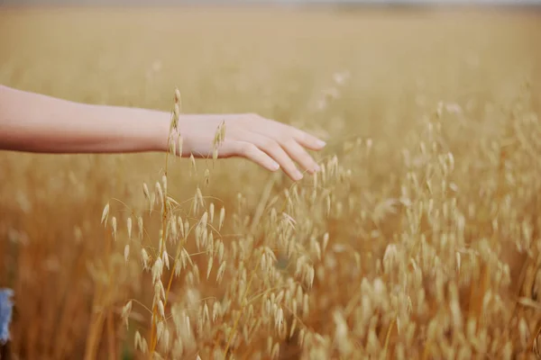 인간의 손으로 밀 작물을 재배하는 농토 — 스톡 사진