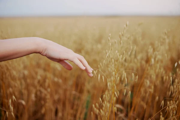 Female hand wheat crop agriculture industry fields nature — Stock Photo, Image