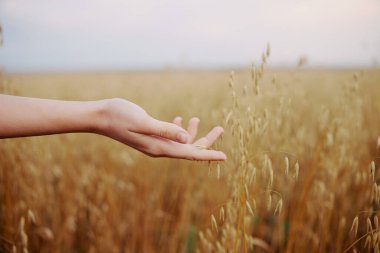 İnsan eli dışarıda kırsal alanda buğday mahsulü taze hava değiştirilmemiş