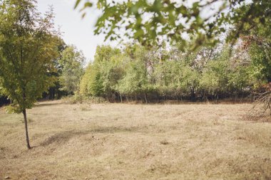 Yeşil ağaçlar çim tarlası doğa bahçesi