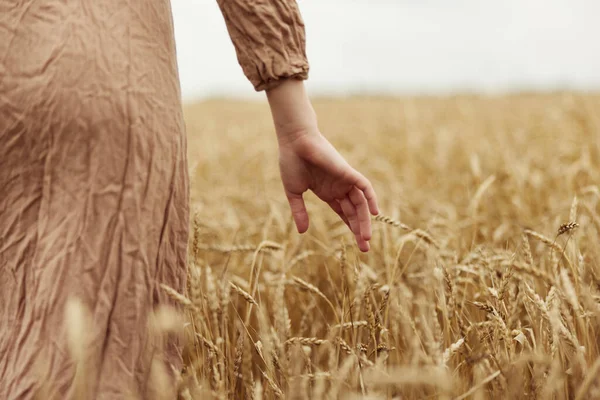 Entregar o agricultor em causa ao amadurecimento das espigas de trigo no início da colheita de Verão — Fotografia de Stock