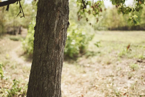 Árvore tronco ao ar livre repolho verde folhas grama seca verão — Fotografia de Stock