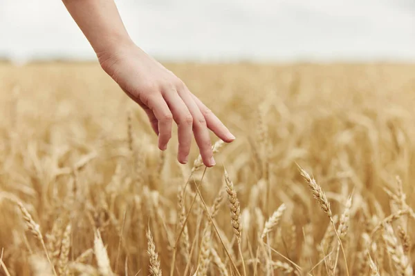 Frau reicht Ähren von Weizen bei der Bioproduktion — Stockfoto