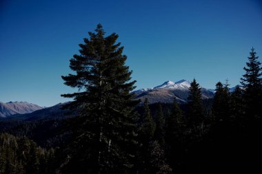 Uzun ağaç dağları mavi gökyüzü manzarası