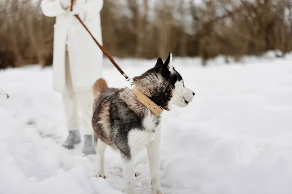 Gyönyörű kutya pórázon tél séta szabadban barátság Életmód — Stock Fotó