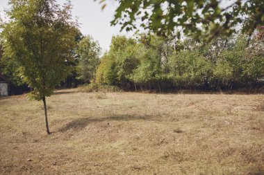 Yeşil ağaçlar çim tarlası doğa bahçesi