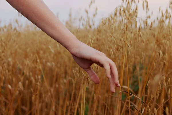 Mão feminina ao ar livre campo trigo planta da cultura inalterada — Fotografia de Stock