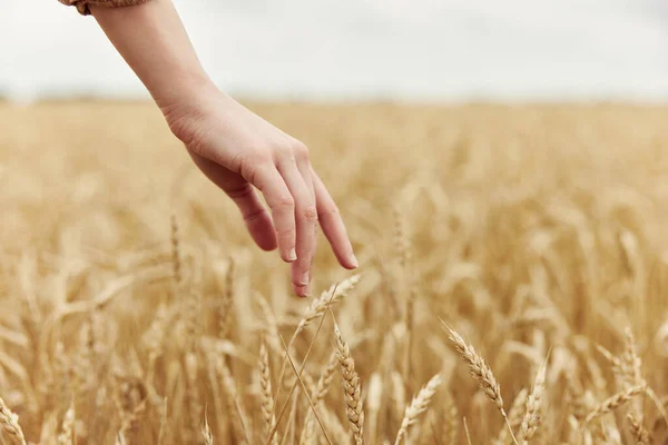 小麦の収穫の手のスパイクレットのイメージ有機収穫 — ストック写真