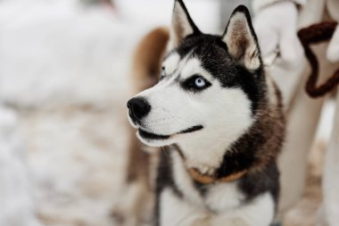 Güzel köpek tasmalı kış manzarası Dostluk havası