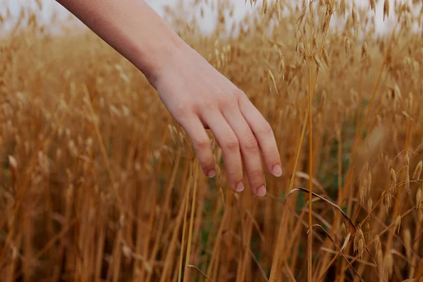 Жіноча рука колоски пшеничного сонця природа сільськогосподарська ферма — стокове фото
