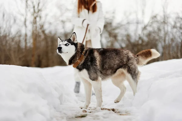 눈덮인 개를 데리고 산책하는 여성은 겨울 휴가를 즐기고 있다. — 스톡 사진