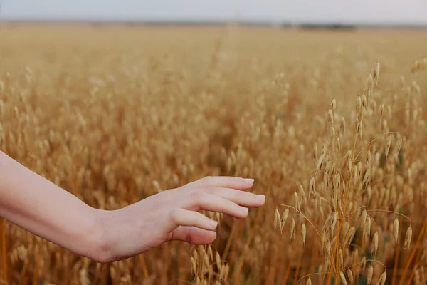 女性の手の小麦畑の農業の収穫工場変更なし — ストック写真