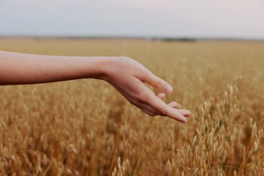 dişi el kırsal alanda buğday ekme çiftliği